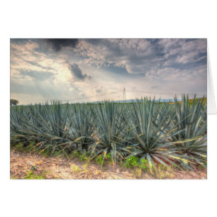 Blue Agave