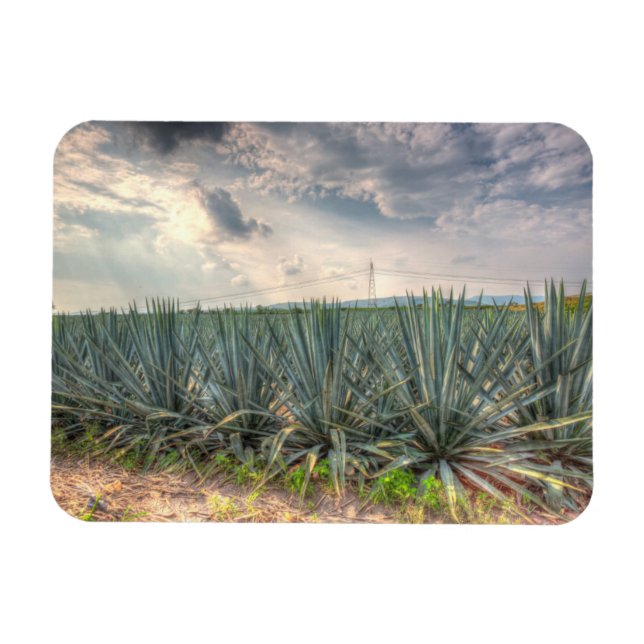 Blue Agave Magnet (Horizontal)