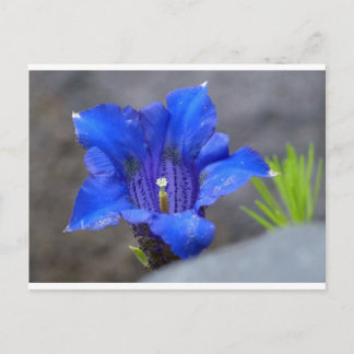Blue Alpine Enzian Flower Postcard