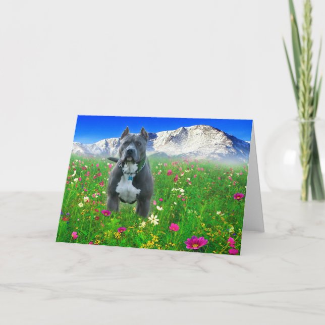 Blue American Pit Bull Terrier, Pikes Peak Card (Front)