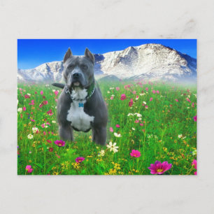 Blue American Pit Bull Terrier, Pikes Peak Postcard