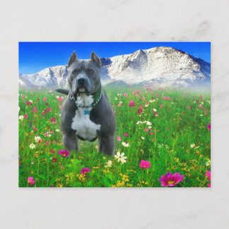 Blue American Pit Bull Terrier, Pikes Peak Postcard