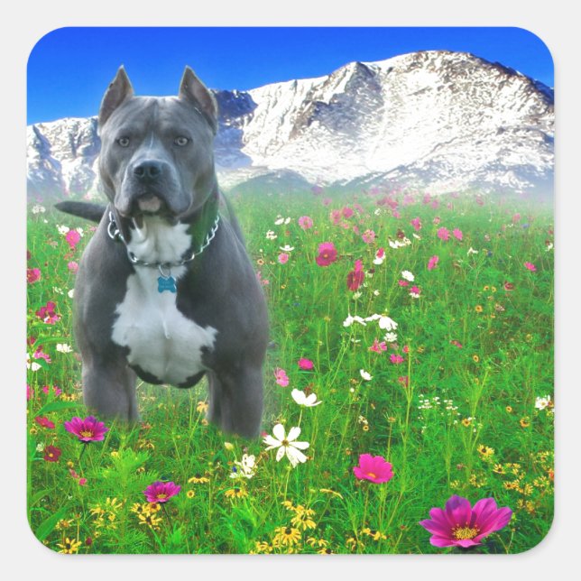 Blue American Pit Bull Terrier, Pikes Peak Square Sticker (Front)