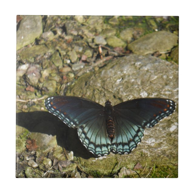 Blue and Black Butterfly Ceramic Tile (Front)
