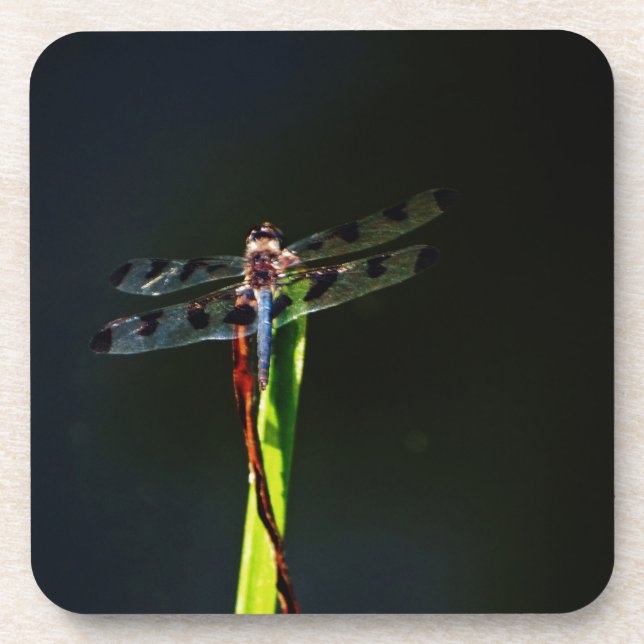 Blue and black  Dragonfly on green and red grass Coaster (Front)