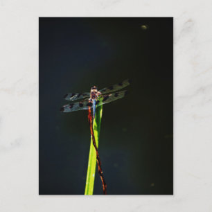 Blue and black  Dragonfly on green and red grass Postcard