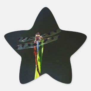 Blue and black  Dragonfly on green and red grass Star Sticker