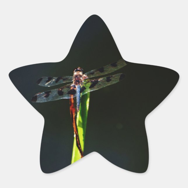 Blue and black  Dragonfly on green and red grass Star Sticker (Front)
