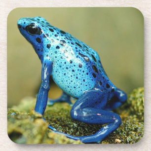 Blue and Black Poison Dart Frog Coaster