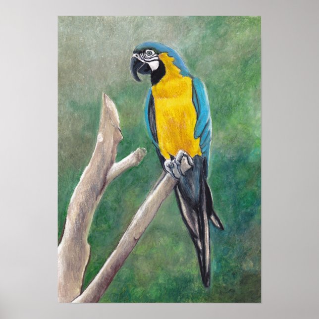 Blue and Gold Macaw Bird Art Poster (Front)