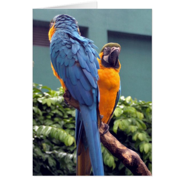 Blue and Gold Macaw Card (Front)