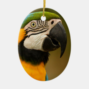 blue and gold macaw ceramic tree decoration