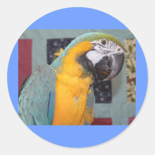 Blue and Gold Macaw Classic Round Sticker