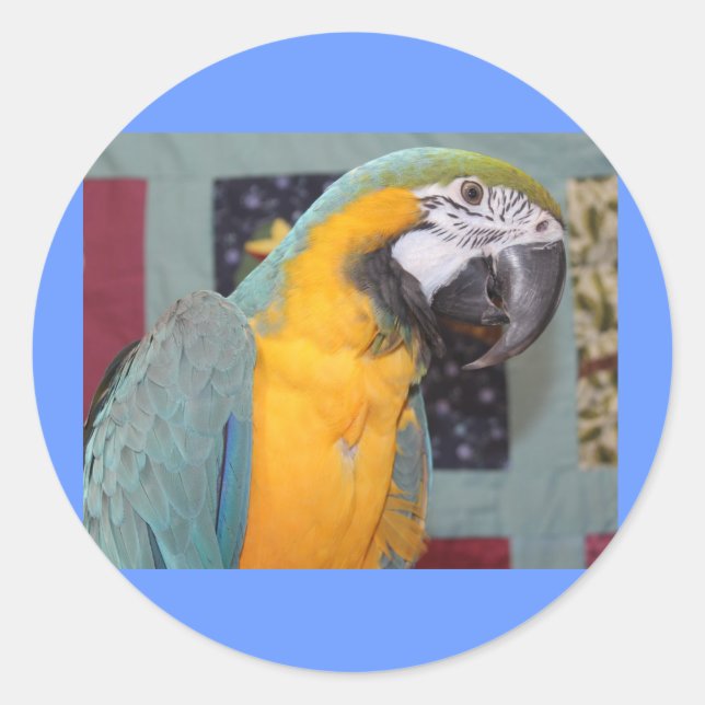 Blue and Gold Macaw Classic Round Sticker (Front)