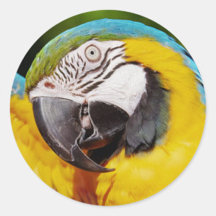 Blue and Gold Macaw Parrot Classic Round Sticker