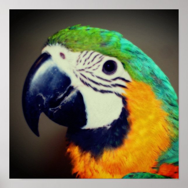 Blue And Gold Macaw Parrot Face  Poster (Front)