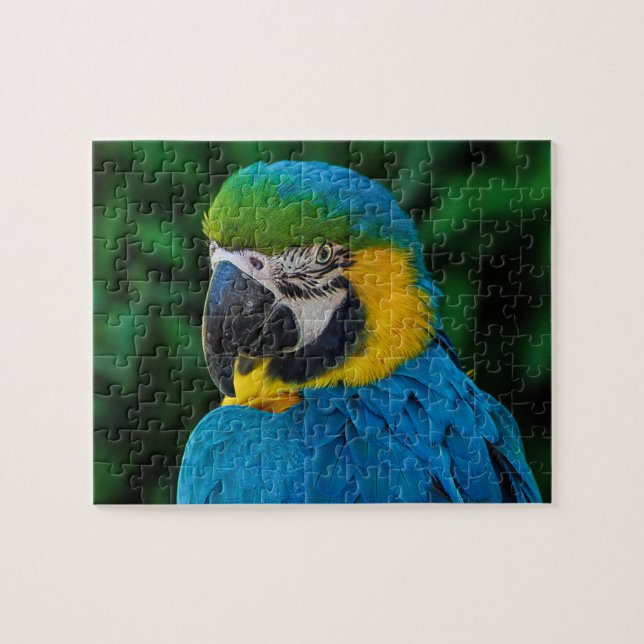 Blue and Gold Macaw Parrot Jigsaw Puzzle (Horizontal)