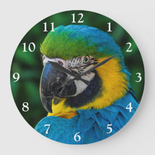 Blue and Gold Macaw Parrot Large Clock
