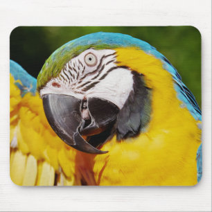 Blue and Gold Macaw Parrot Mouse Pad