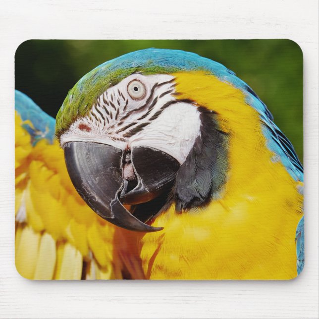 Blue and Gold Macaw Parrot Mouse Pad (Front)