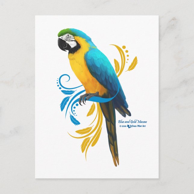 Blue and Gold Macaw Postcard (Front)