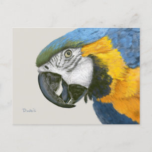 Blue and Gold Macaw Postcard