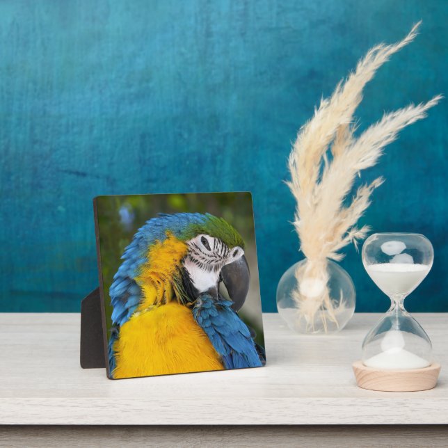 Blue And Gold Parrot Plaque (Insitu)