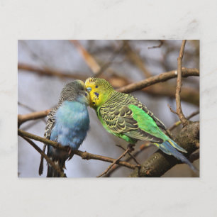Blue and Green Budgie Birds on a Tree Branch Postcard