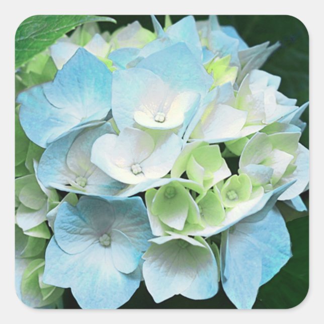 Blue and Green Hydrangea Floral Stickers / Seals (Front)