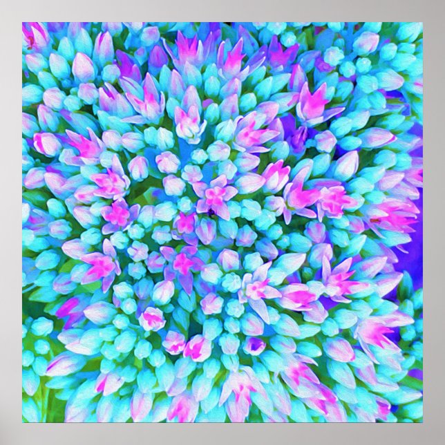 Blue and Hot Pink Succulent Sedum Flowers Detail Poster (Front)