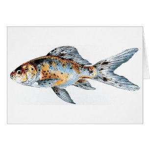 Blue and Orange Shubunkin Goldfish Fish Fine Art
