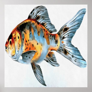 Blue and Orange Shubunkin Goldfish Poster