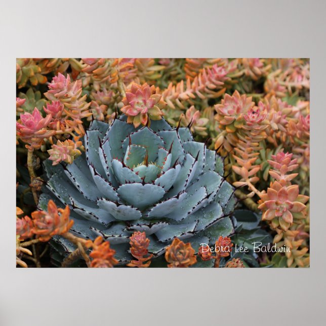 Blue and orange succulents poster (Front)