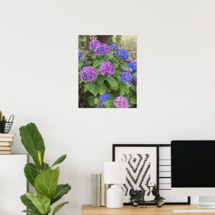 Blue and Pink Hydrangea Blooms Floral Poster