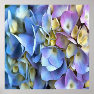 Blue and Pink Hydrangea Flowers Poster