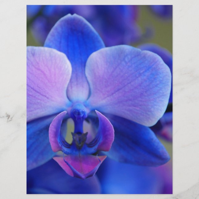 Blue and Pink Orchid (Front)
