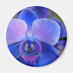 Blue and Pink Orchid Magnet