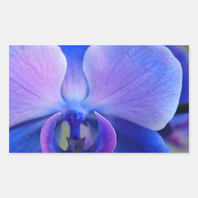 Blue and Pink Orchid Rectangular Sticker (Front)