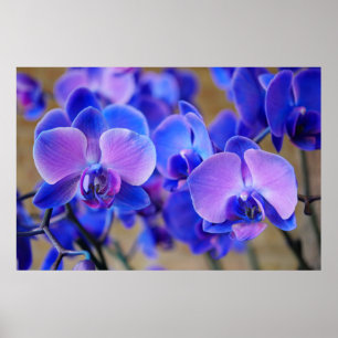 Blue and Pink Orchids Poster