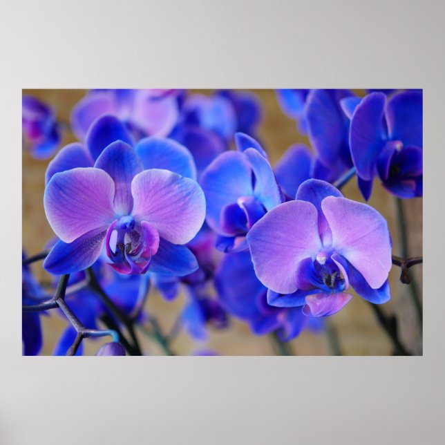 Blue and Pink Orchids Poster (Front)