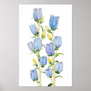 blue and purple Canterbury bells watercolour  Poster