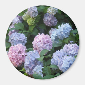 Blue and Purple Hydrangea Magnet