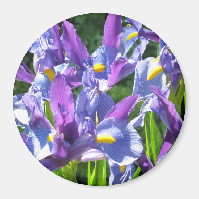 Blue and Purple Irises Magnet (Front)