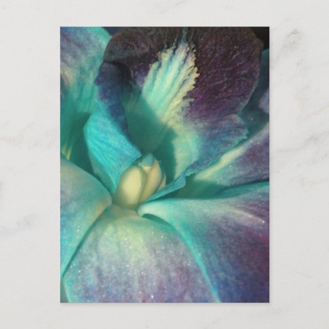Blue and purple orchid close up postcard (Front)