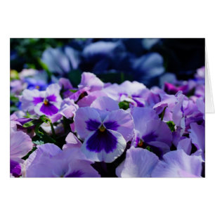 Blue and Purple Pansies!