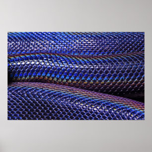 Blue and purple snakeskin poster
