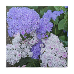 Blue and White Ageratum Flowers Floral Ceramic Tile