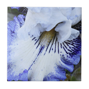 Blue and White Bearded Iris Floral Ceramic Tile
