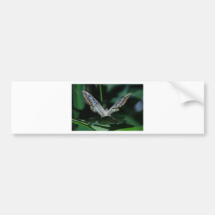 Blue and White Butterfly Close Up Bumper Sticker