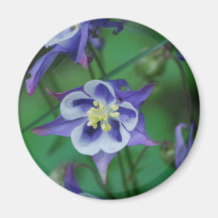 Blue and White Columbine Flowers Magnet